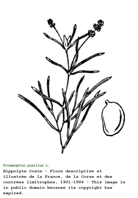 Potamogeton pusillus L.